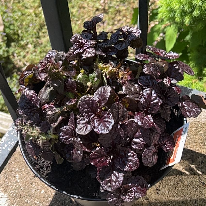 Photo of the plant species Blue Bugle by @TryMendoza24 named Zeus on Greg, the plant care app