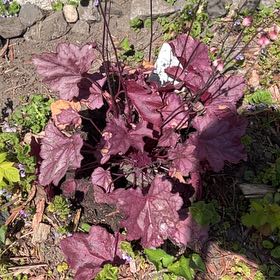 Photo of the plant species Coral Bells by @TryMendoza24 named Aristotle on Greg, the plant care app