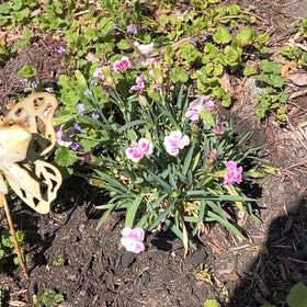 Photo of the plant species Dianthus Caryophyllus by @TryMendoza24 named Rihanna on Greg, the plant care app