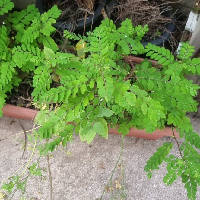 Photo of the plant species Mascarene Island Leaf Flower by @SplendidPepper8 named Stella on Greg, the plant care app