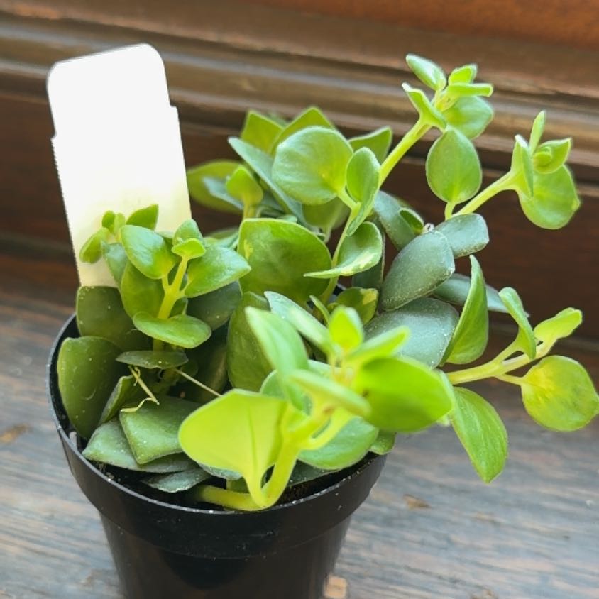Photo of the plant species Lipstick Plant by @WholesomeTipa41 named Swift on Greg, the plant care app