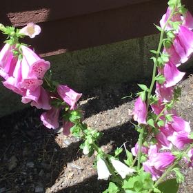 Photo of the plant species Common Foxglove by @DollAllspice38 named Rainier on Greg, the plant care app