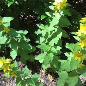 Photo of the plant species Dotted Loosestrife by @DollAllspice38 named Coco on Greg, the plant care app