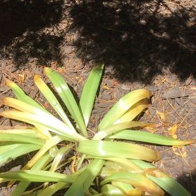 Photo of the plant species Poisonbulb by @DollAllspice38 named Nemo on Greg, the plant care app