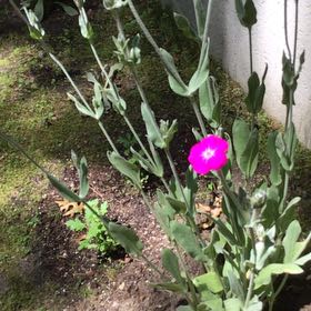 Photo of the plant species Rose Campion by @DollAllspice38 named McKinley on Greg, the plant care app