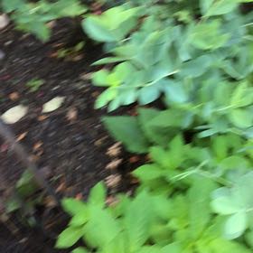 Photo of the plant species Baptisia Australis by @DollAllspice38 named Harmony on Greg, the plant care app