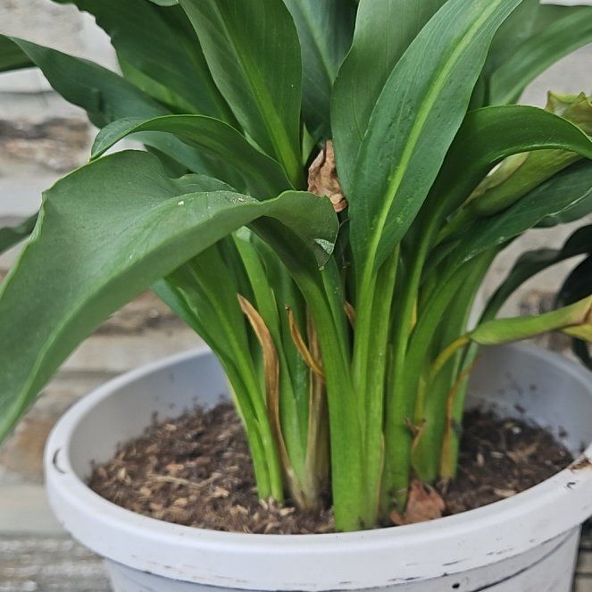 Photo of the plant species Red Calla Lily by @ComicalTaro56 named Hamilton on Greg, the plant care app