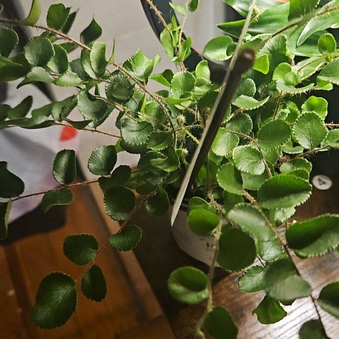 Photo of the plant species California Maidenhair Fern by @ComicalTaro56 named Eva on Greg, the plant care app
