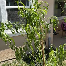 Photo of the plant species Mayfire Nectarine Tree by @SizableFern64 named Harry on Greg, the plant care app