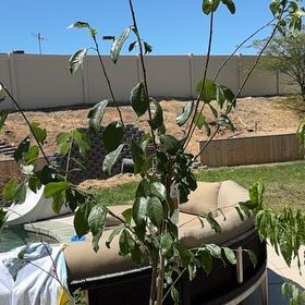 Photo of the plant species Satsuma Plum by @SizableFern64 named Darwin on Greg, the plant care app