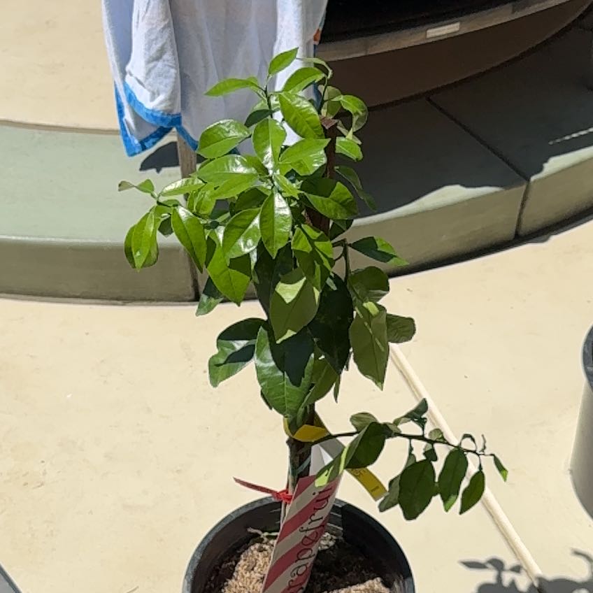Photo of the plant species Rio Red Grapefruit by @SizableFern64 named Zeus on Greg, the plant care app