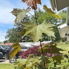 Photo of the plant species Norway Maple by @StandupEncina96 named Nithin on Greg, the plant care app