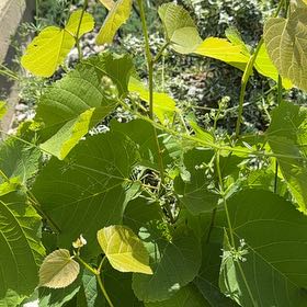 Photo of the plant species False Grape by @StandupEncina96 named Harper on Greg, the plant care app