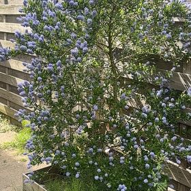 Photo of the plant species Blue Mountain Lilac by @EnjoyableBanana named Madonna on Greg, the plant care app