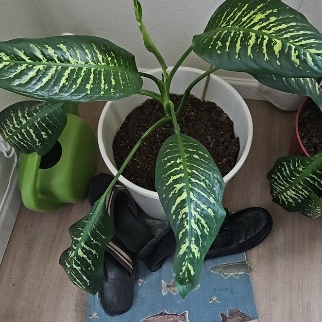 Photo of the plant species Dumb Cane by @ExultantBuroak3 named Gobi on Greg, the plant care app