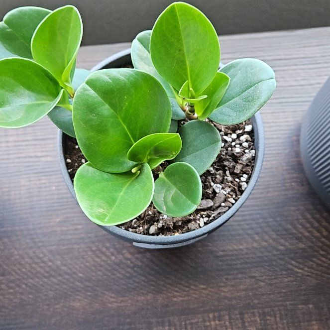 Photo of the plant species Peperomia Thailand by @ExultantBuroak3 named Demi on Greg, the plant care app