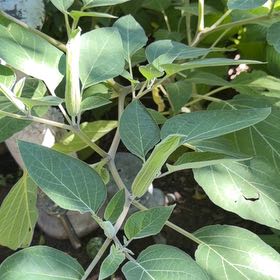 Photo of the plant species Sacred Datura by @HotLavaplant71 named Mochi on Greg, the plant care app