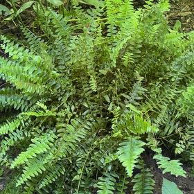 Photo of the plant species Polystichum Acrostichoides by @HotLavaplant71 named Osmo on Greg, the plant care app