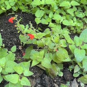 Photo of the plant species Salvia Red by @HotLavaplant71 named Zion on Greg, the plant care app