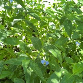 Photo of the plant species Erect Dayflower by @HotLavaplant71 named Stella on Greg, the plant care app