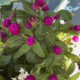 Photo of the plant species Globe Amaranth by @HotLavaplant71 named Doja Cat on Greg, the plant care app