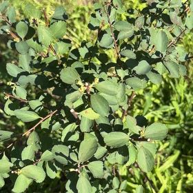 Photo of the plant species Western Serviceberry by @HotLavaplant71 named Bruce Lee on Greg, the plant care app