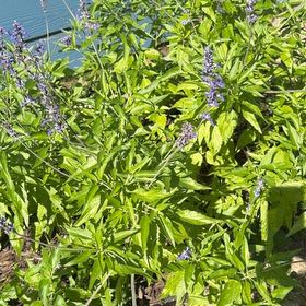 Photo of the plant species Mealycup Sage by @HotLavaplant71 named Willow on Greg, the plant care app
