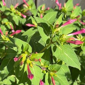 Photo of the plant species Mirabilis Jalapa by @HotLavaplant71 named Eva on Greg, the plant care app