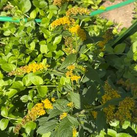 Photo of the plant species Wrinkleleaf Goldenrod by @HotLavaplant71 named Gates on Greg, the plant care app