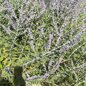 Photo of the plant species Heather by @HotLavaplant71 named Terra on Greg, the plant care app