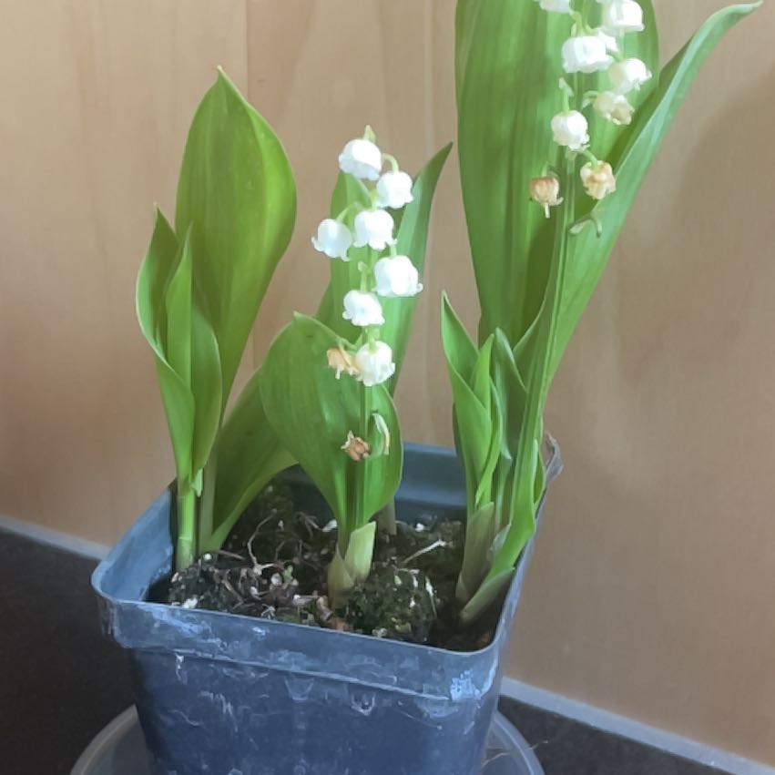 Photo of the plant species May Bells by @SuavePeyote80 named Queen on Greg, the plant care app