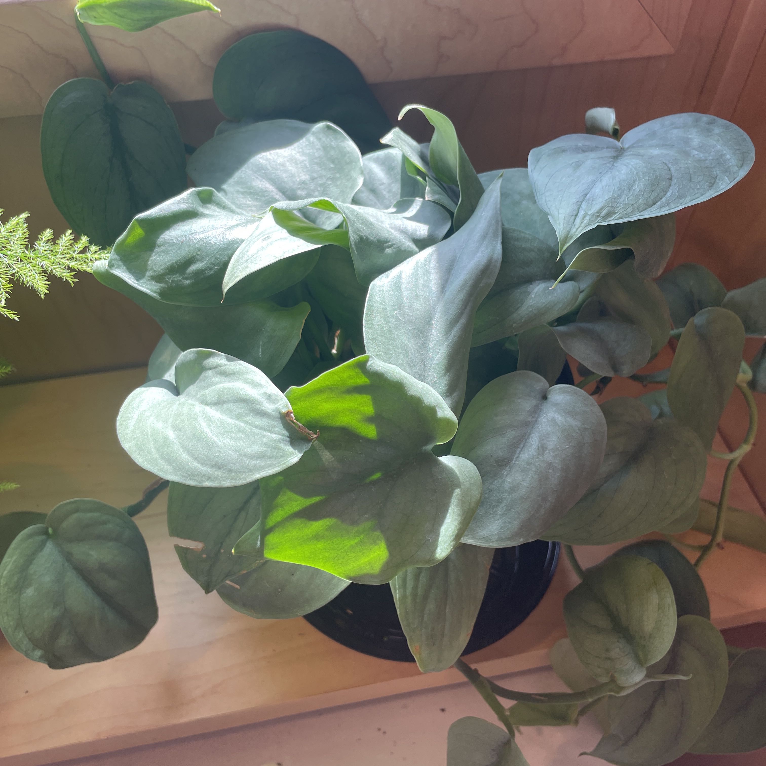 Photo of the plant species Scindapsus pictus 'Silver Hero' by @SuavePeyote80 named Cindy on Greg, the plant care app