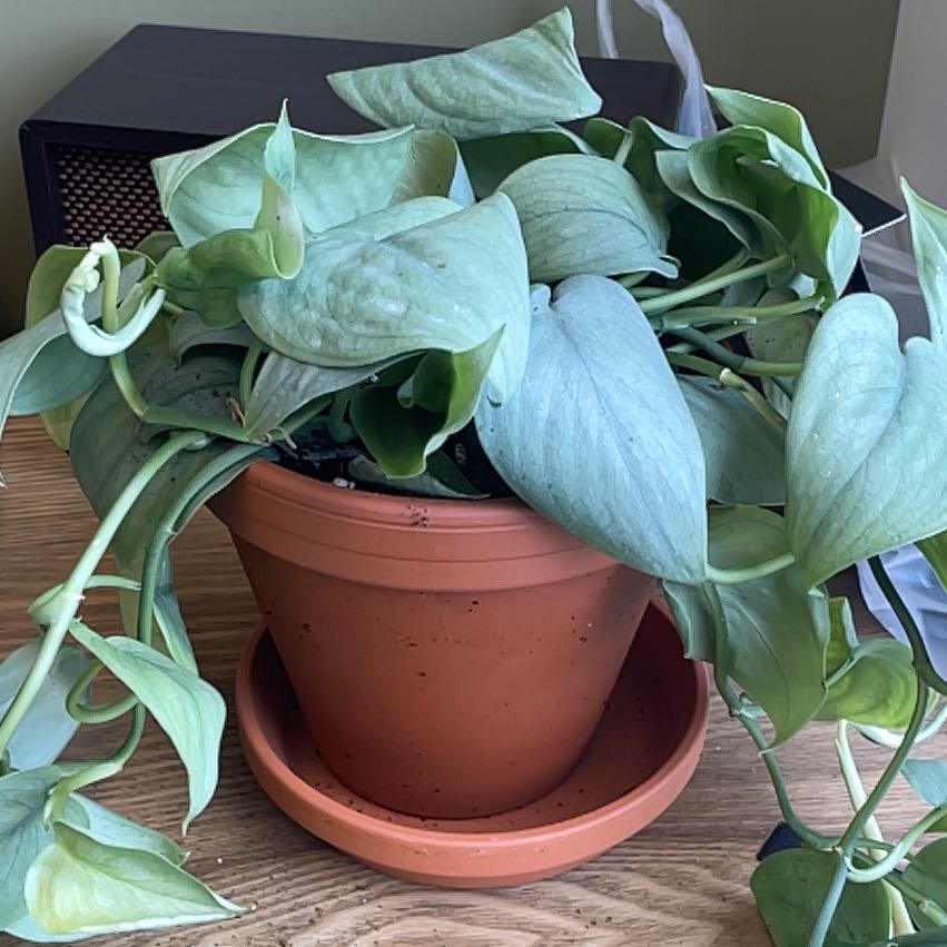 Photo of the plant species Scindapsus pictus 'Silver Hero' by @SuavePeyote80 named Scandi on Greg, the plant care app