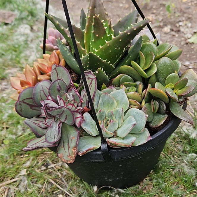 Photo of the plant species Pig's Ear by @InspiringColeus named Marilyn on Greg, the plant care app