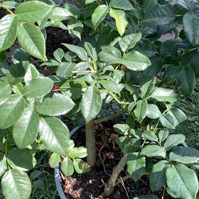 Photo of the plant species Evergreen Rose by @HeroCordmoss57 named Bieber on Greg, the plant care app