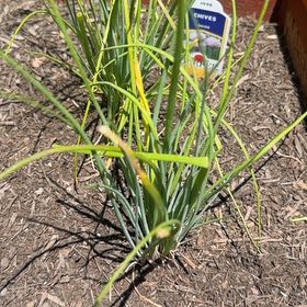 Photo of the plant species Chinese Chives by @DoughtyAjwain28 named Leaf Erickson on Greg, the plant care app