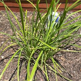 Photo of the plant species Chinese Chives by @DoughtyAjwain28 named Daphne on Greg, the plant care app