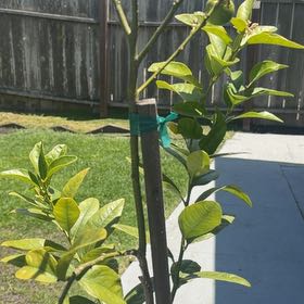 Photo of the plant species Cherry Laurel by @DoughtyAjwain28 named Khaleesi on Greg, the plant care app
