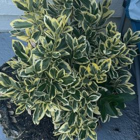 Photo of the plant species Japanese Spindle by @DoughtyAjwain28 named Austen on Greg, the plant care app