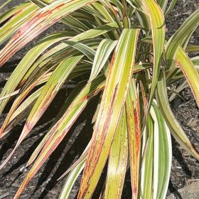Photo of the plant species Mountain Flax by @DoughtyAjwain28 named Doja Cat on Greg, the plant care app
