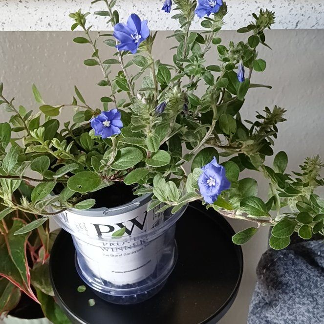 Photo of the plant species Dwarf Morning-Glory by @CleanEmoryoak78 named McKinley on Greg, the plant care app
