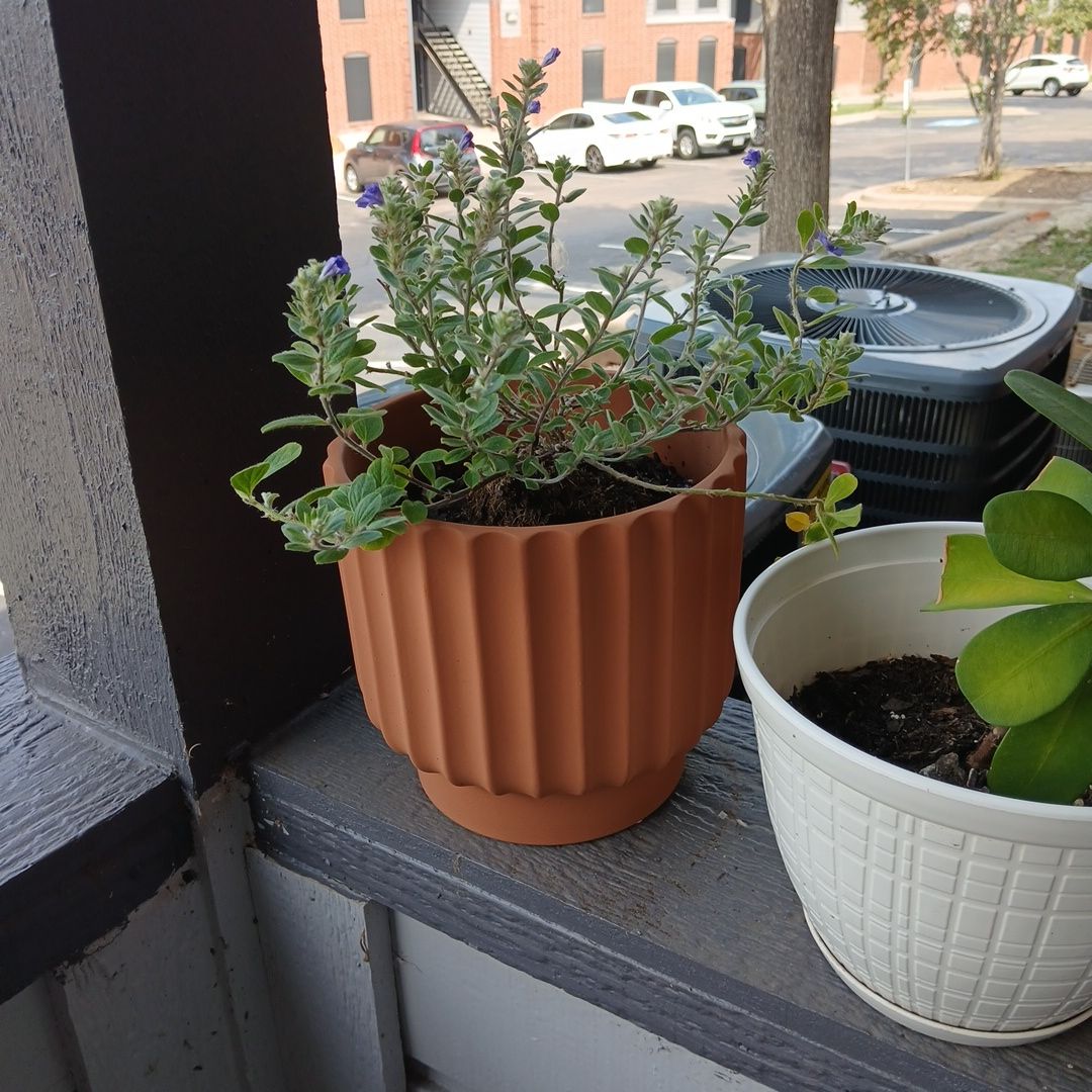 Photo of the plant species Dwarf Morning-Glory by @CleanEmoryoak78 named McKinley on Greg, the plant care app