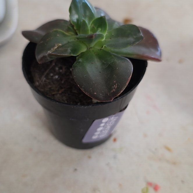 Photo of the plant species Echeveria 'Melaco' by @ZestJubaea80 named Nithin on Greg, the plant care app