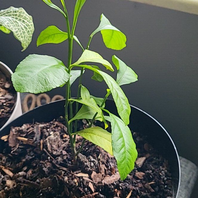 Photo of the plant species lemon tree by @KeyPrincetut70 named Dax on Greg, the plant care app
