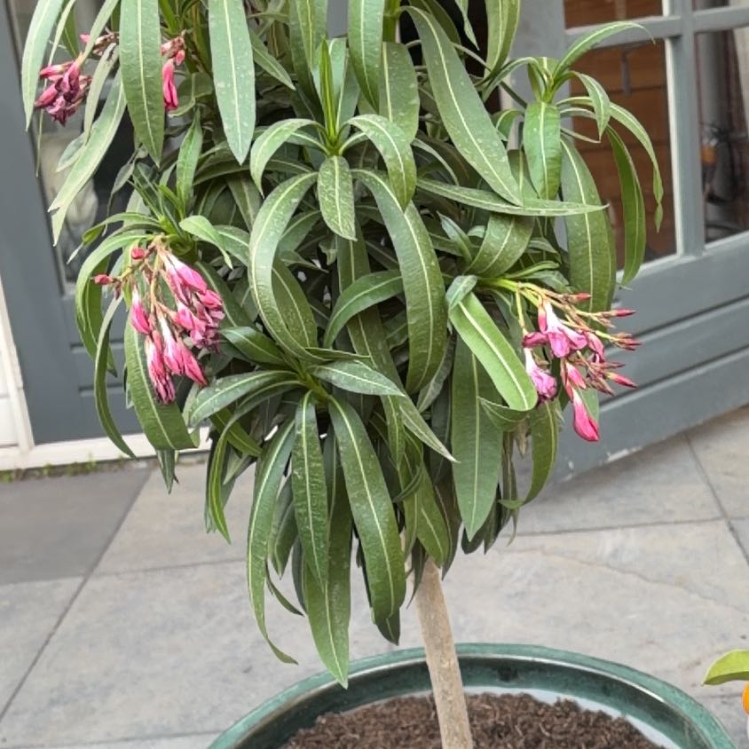 Photo of the plant species Oleander by @ShinyEmerald58 named Taylor Swift on Greg, the plant care app