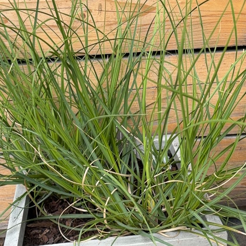 Photo of the plant species Cortaderia selloana 'Pampas Pink' by @ShinyEmerald58 named Rosa on Greg, the plant care app