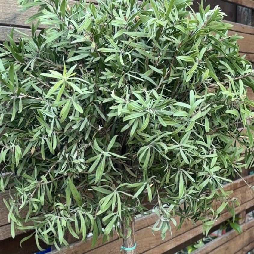 Photo of the plant species Callistemon viminalis by @ShinyEmerald58 named Kylie on Greg, the plant care app