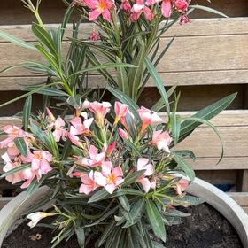 Photo of the plant species Oleander by @ShinyEmerald58 named McKinley on Greg, the plant care app