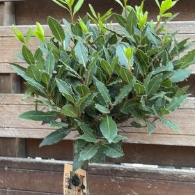 Photo of the plant species Sweet Bay by @ShinyEmerald58 named Aristotle on Greg, the plant care app