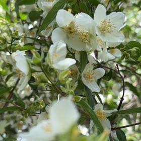 Photo of the plant species Sweet Mock Orange by @CivicHautree2 named Naomi on Greg, the plant care app